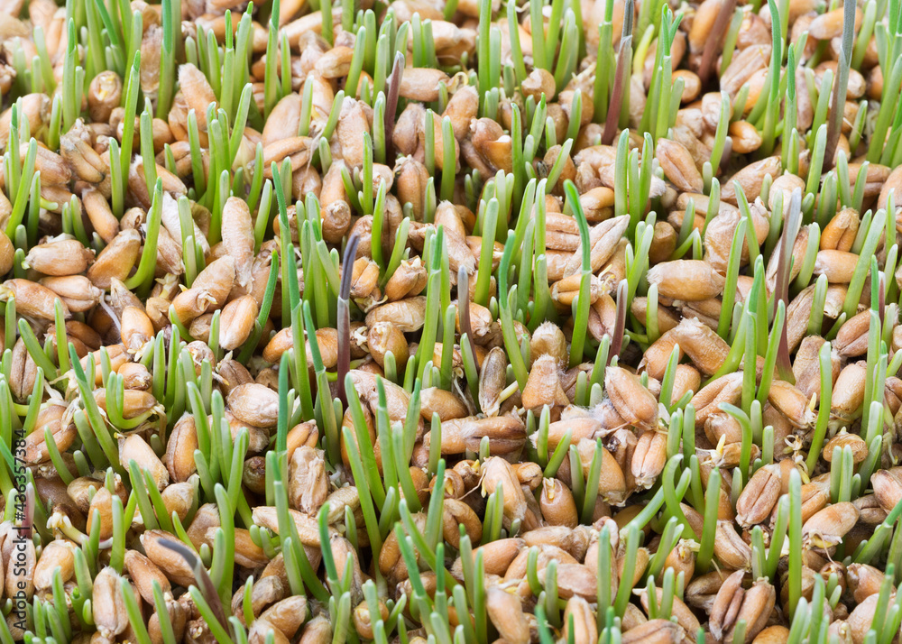 Germinated seeds