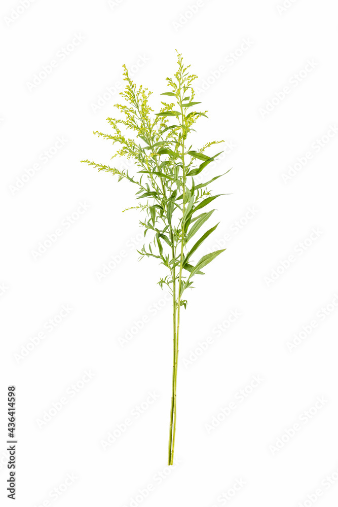 garden goldenrod grass isolated on white