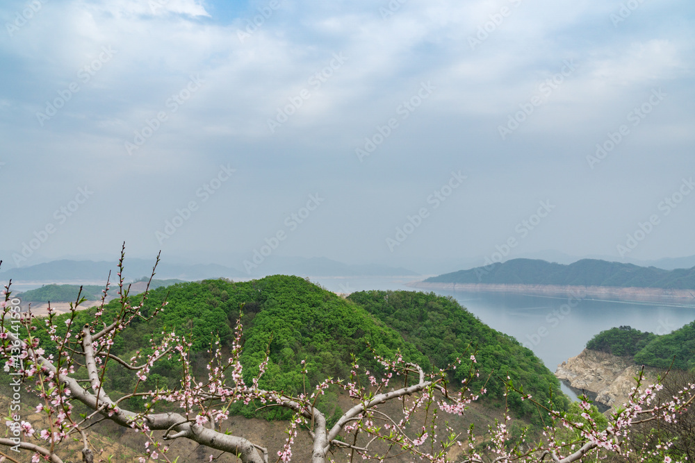 A close-up of peach trees blooming in spring.