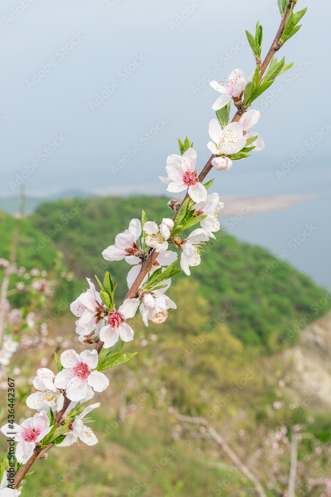 桃树在春天绽放的特写。