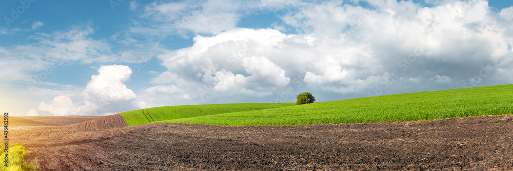 Green agricultural field of sprouted young wheat. Harvest on productive land. A lone tree in a hilly