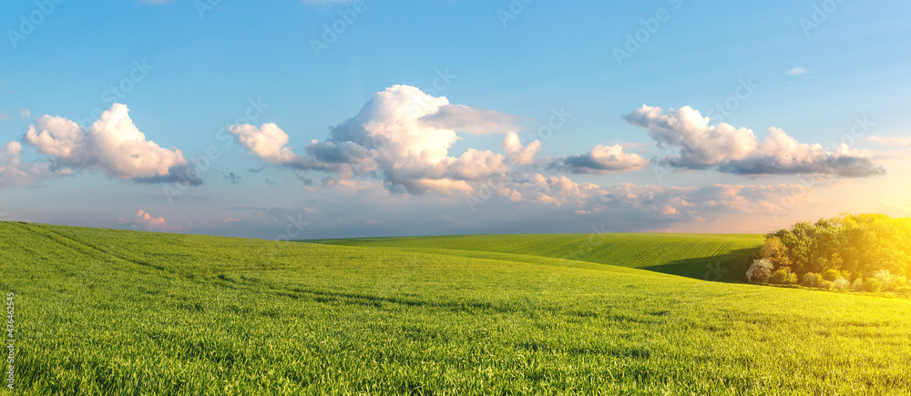 Green agricultural field of sprouted young wheat. Harvest on productive land. Panorama of green hill