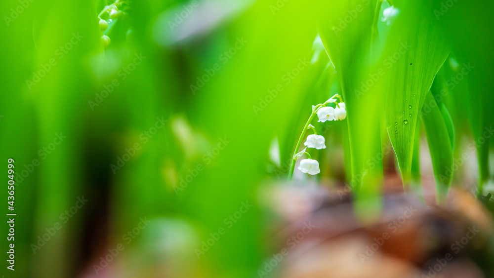 Close-up of Lilies of the Valley