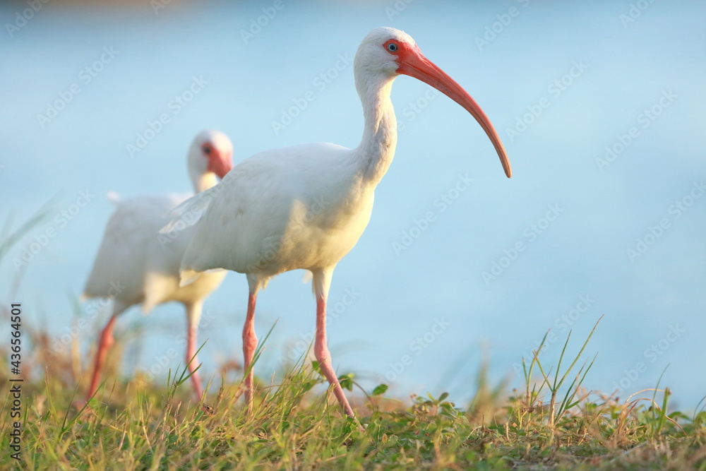 White Ibis, Eudocimus albus, Sebastian Inlet  Sate Park, Florida, USA