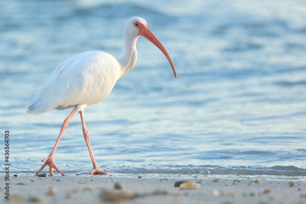 White Ibis, Eudocimus albus, Sebastian Inlet  Sate Park, Florida, USA