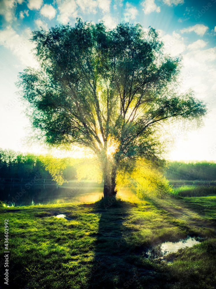 Enlighted Tree