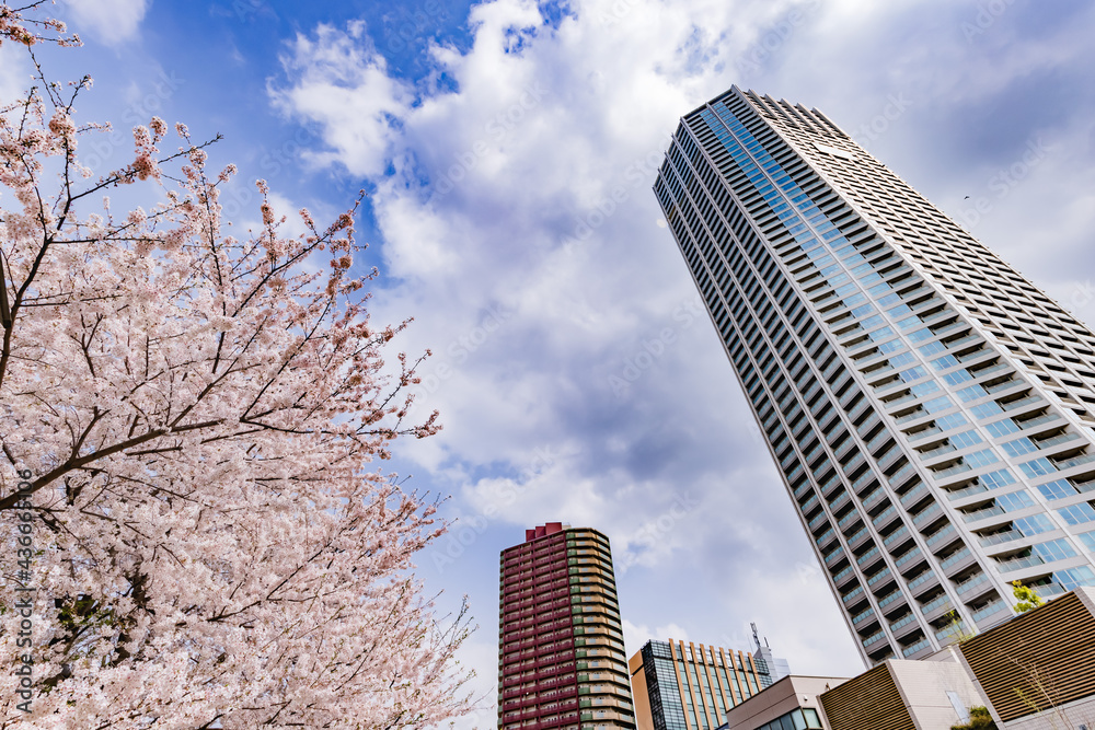 都会に咲く満開の桜の花