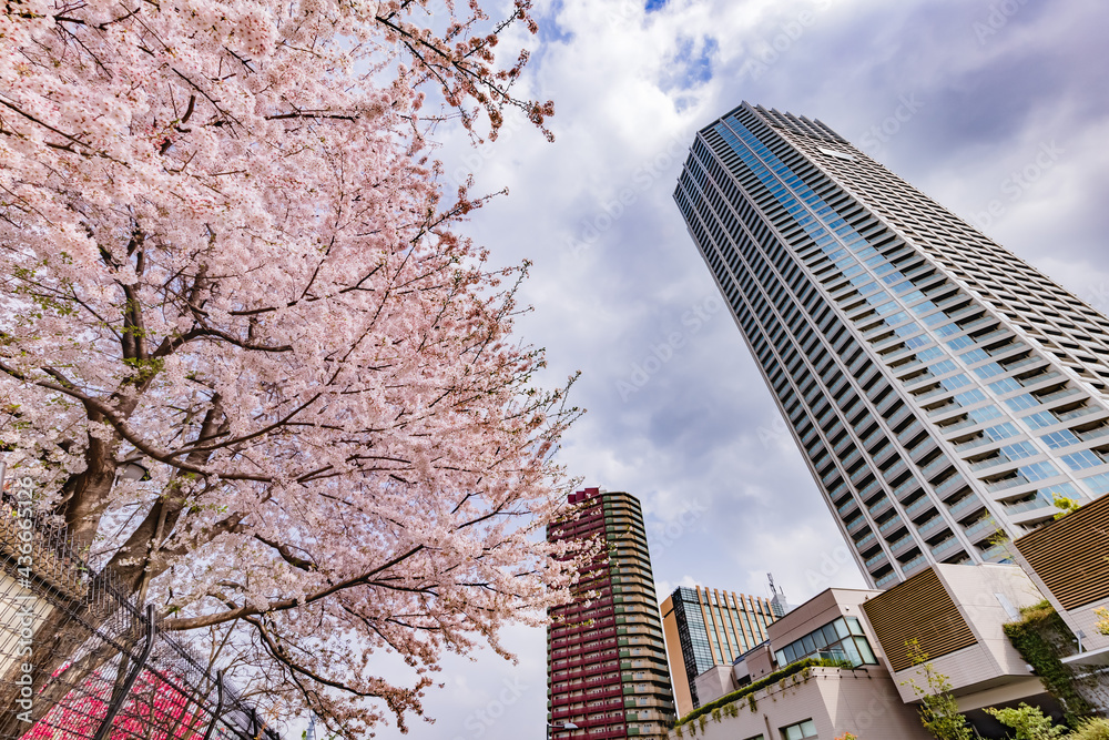 都会に咲く満開の桜の花