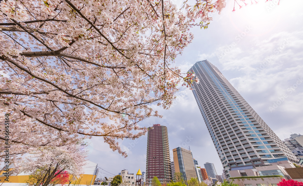 都会に咲く満開の桜の花