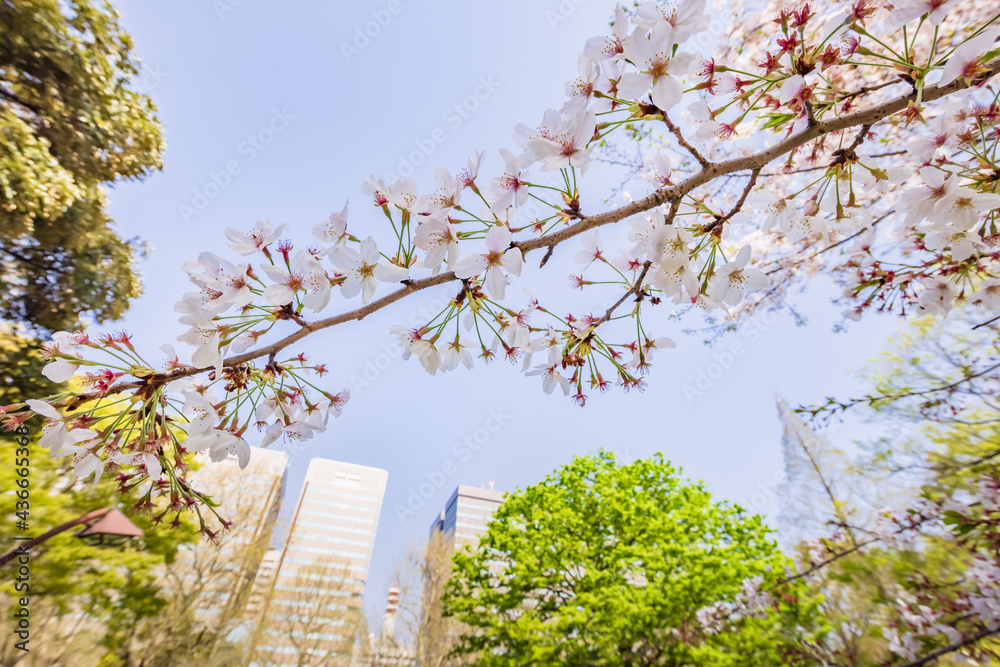 都会に咲く満開の桜の花