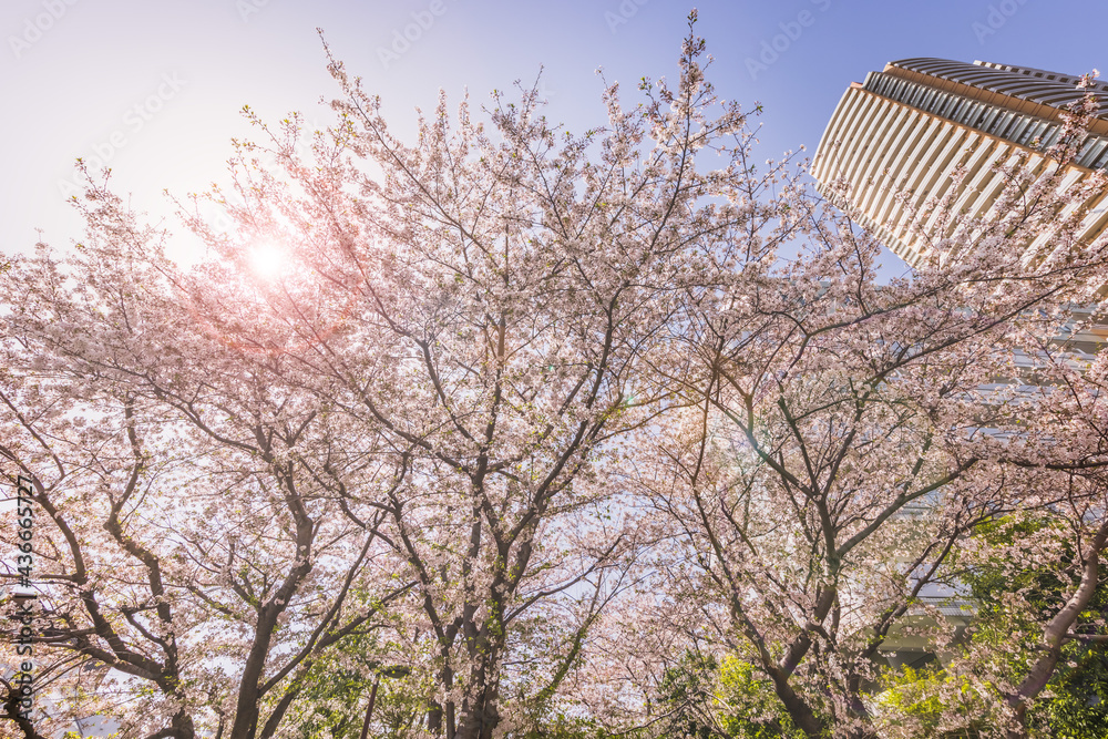 都会に咲く満開の桜の花