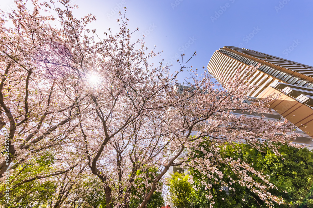 都会に咲く満開の桜の花