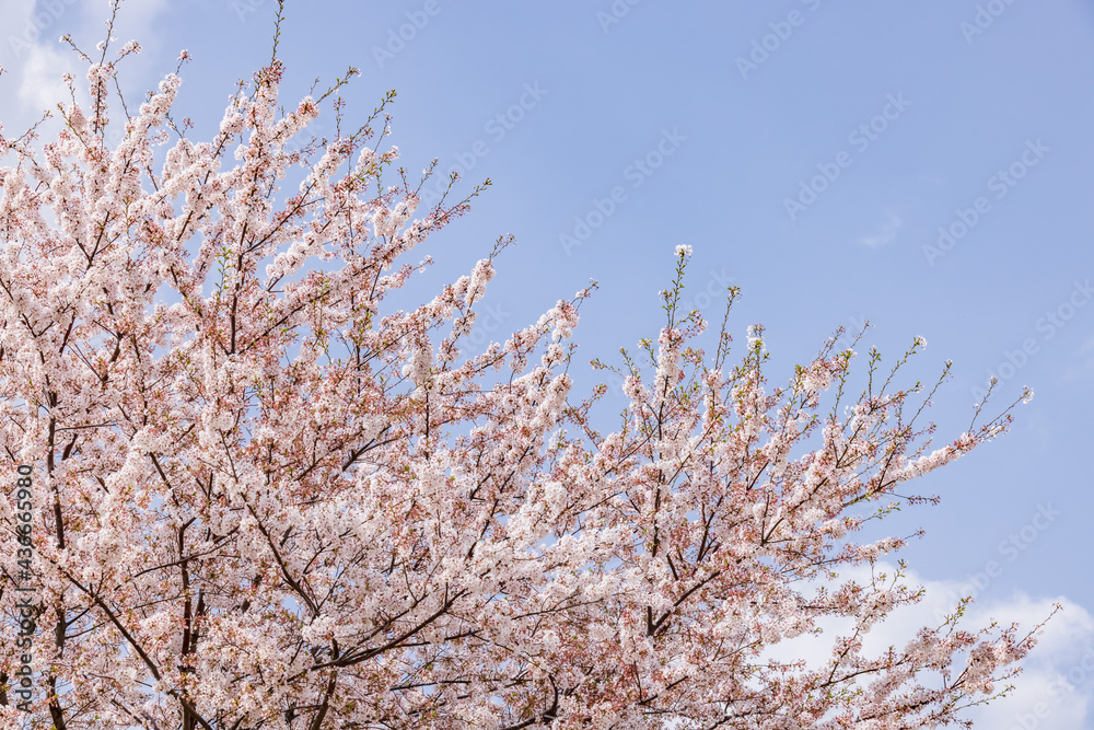 ピンク色の花びらが綺麗な満開の桜