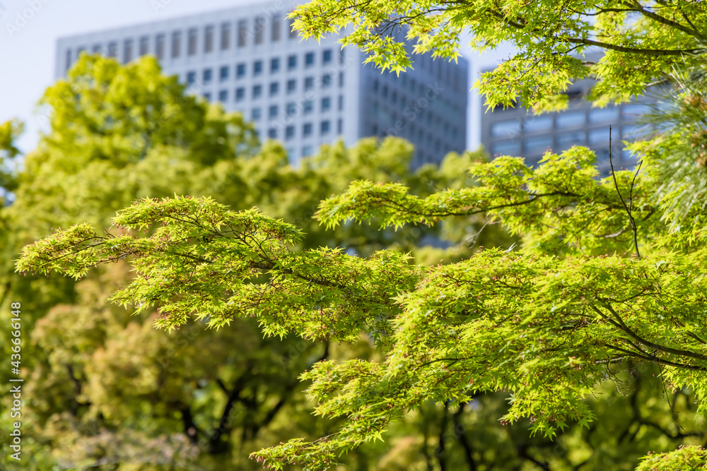 新緑の木と都会のビル群