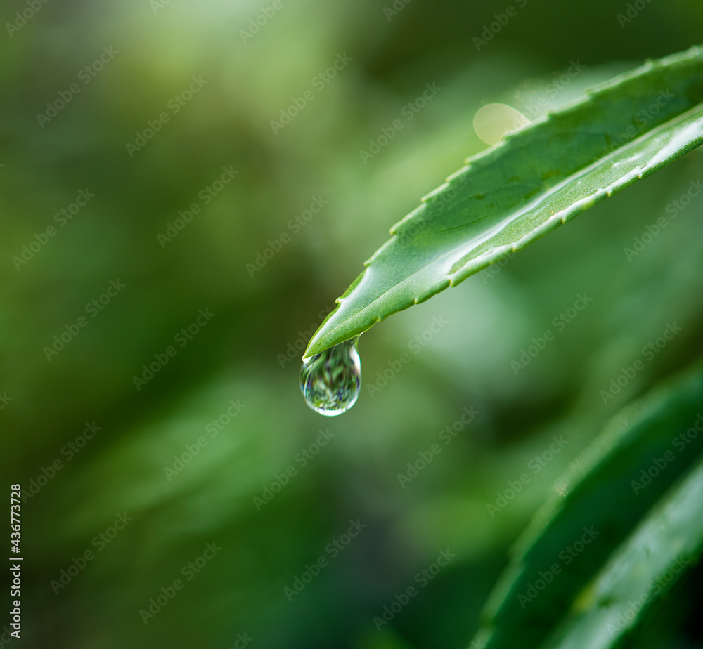 树叶上水滴的特写