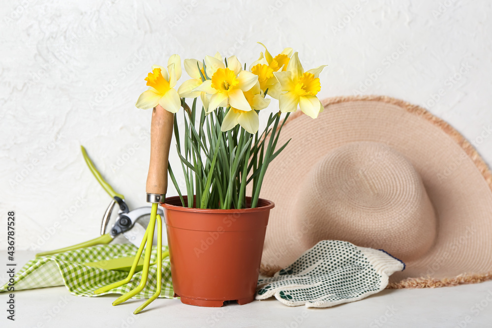 Gardening tools with narcissus plant on light background