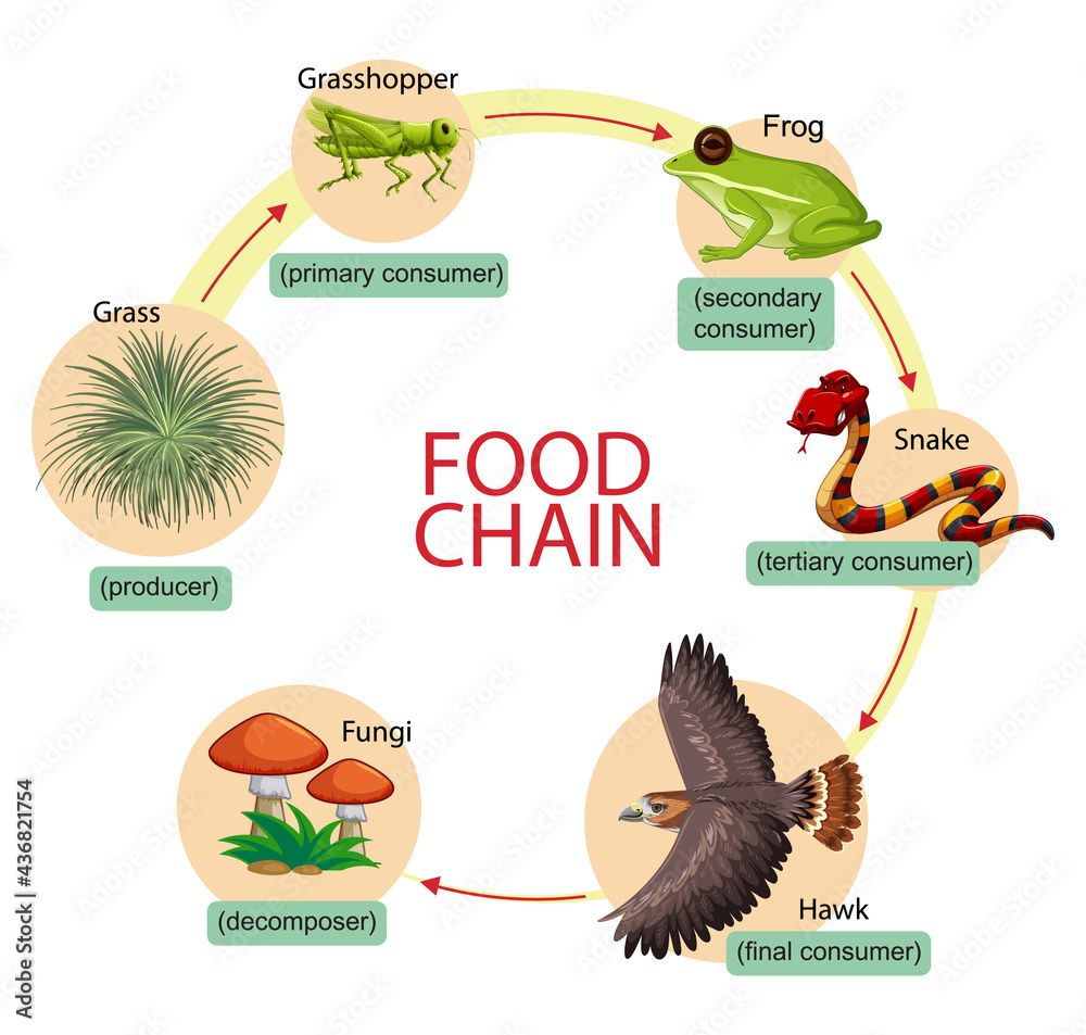 食物链示意图