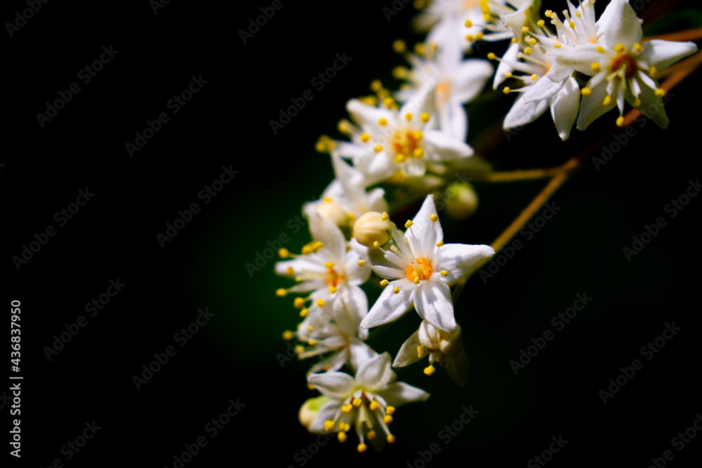 マルバウツギの花