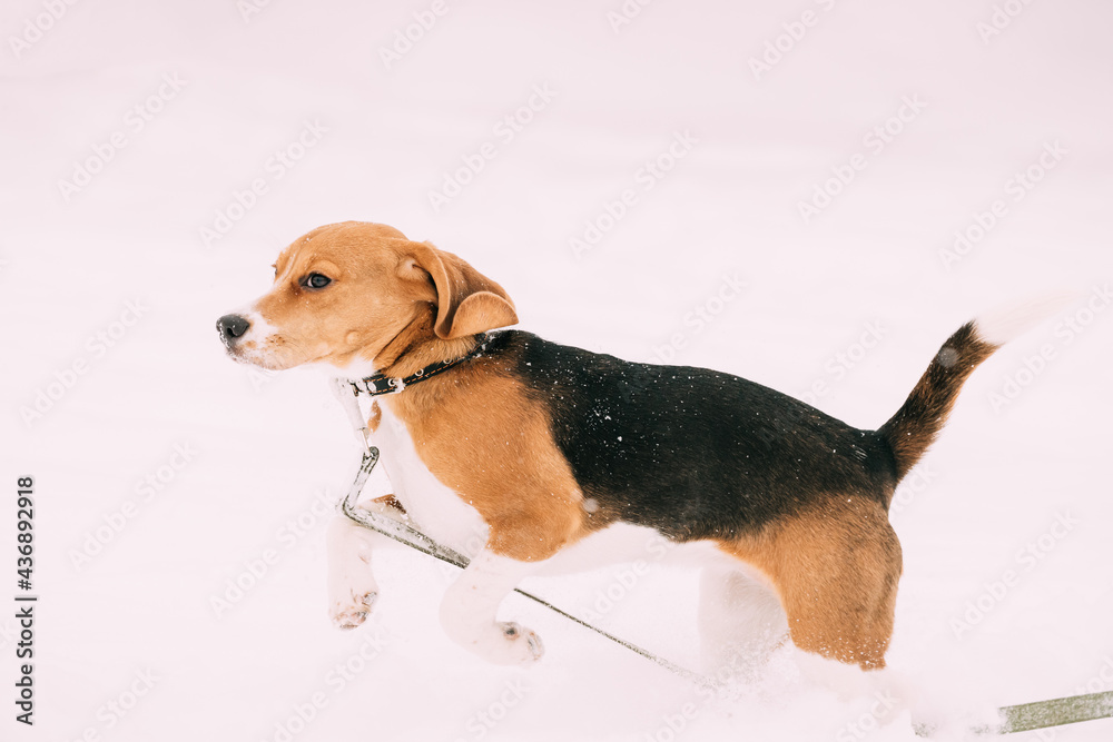 有趣的英国小猎犬三色小狗在冬日雪地里奔跑