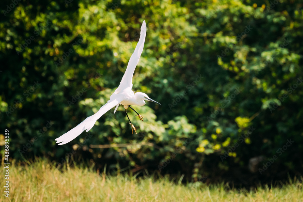 Goa, India. White Little Egret Landing On Grass