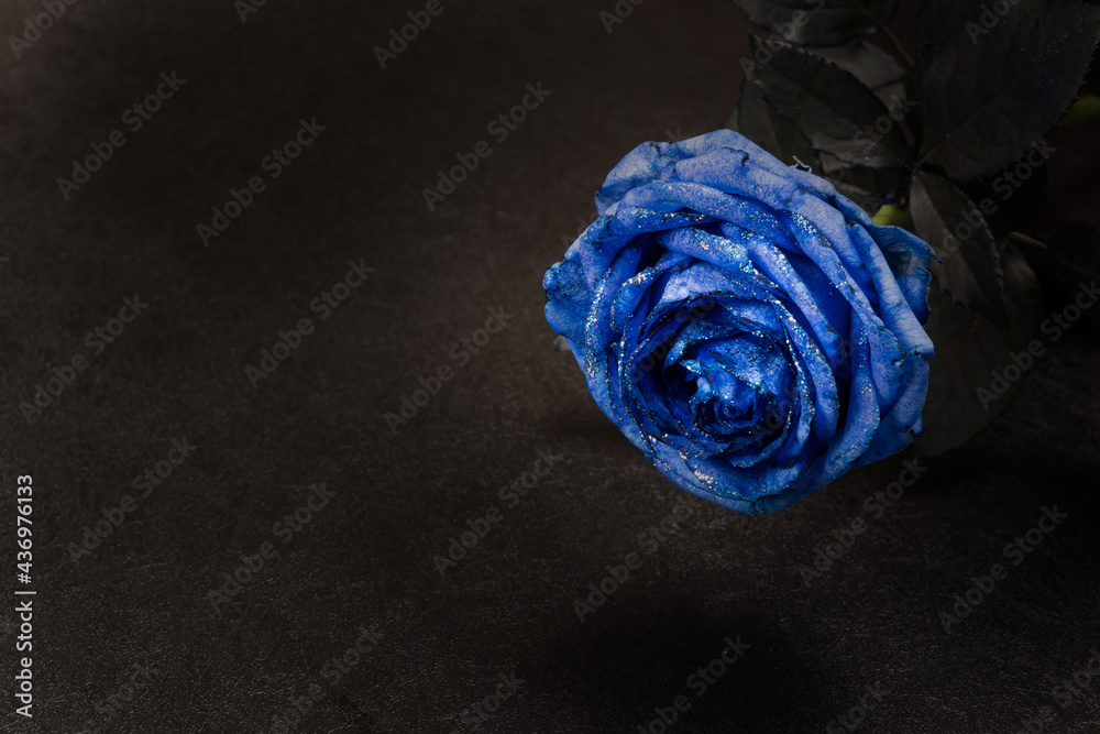 青い薔薇　Blue rose flower photo for background 