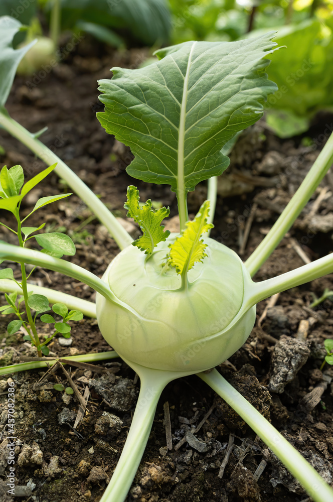 Fresh ripe head of green kohlrabi (Brassica oleracea Gongylodes Group) growing in homemade greenhous