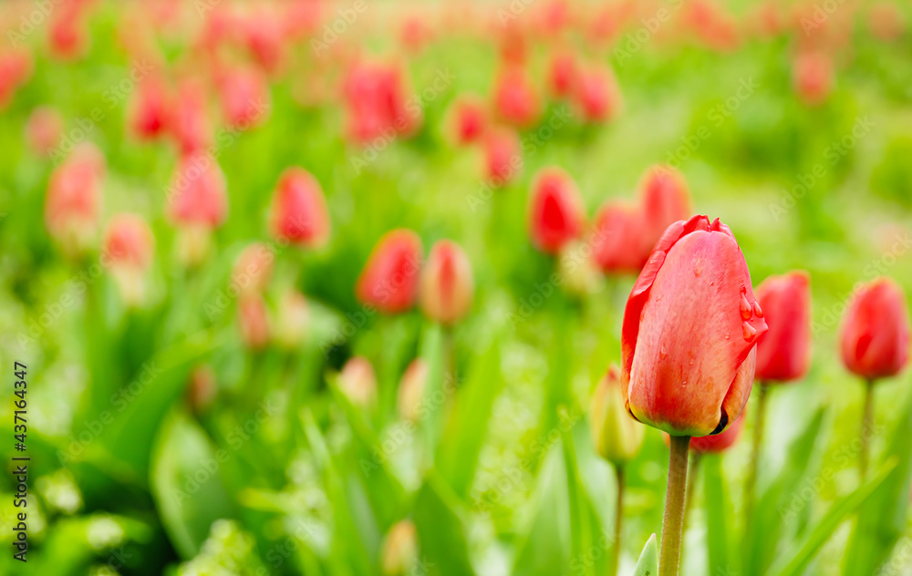 户外花园里美丽的郁金香花