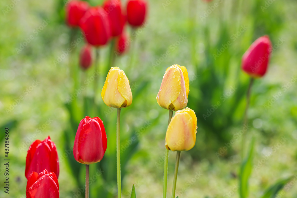 户外花园里美丽的郁金香花