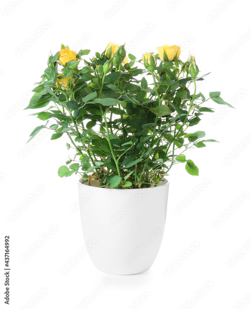 Beautiful yellow roses in pot on white background