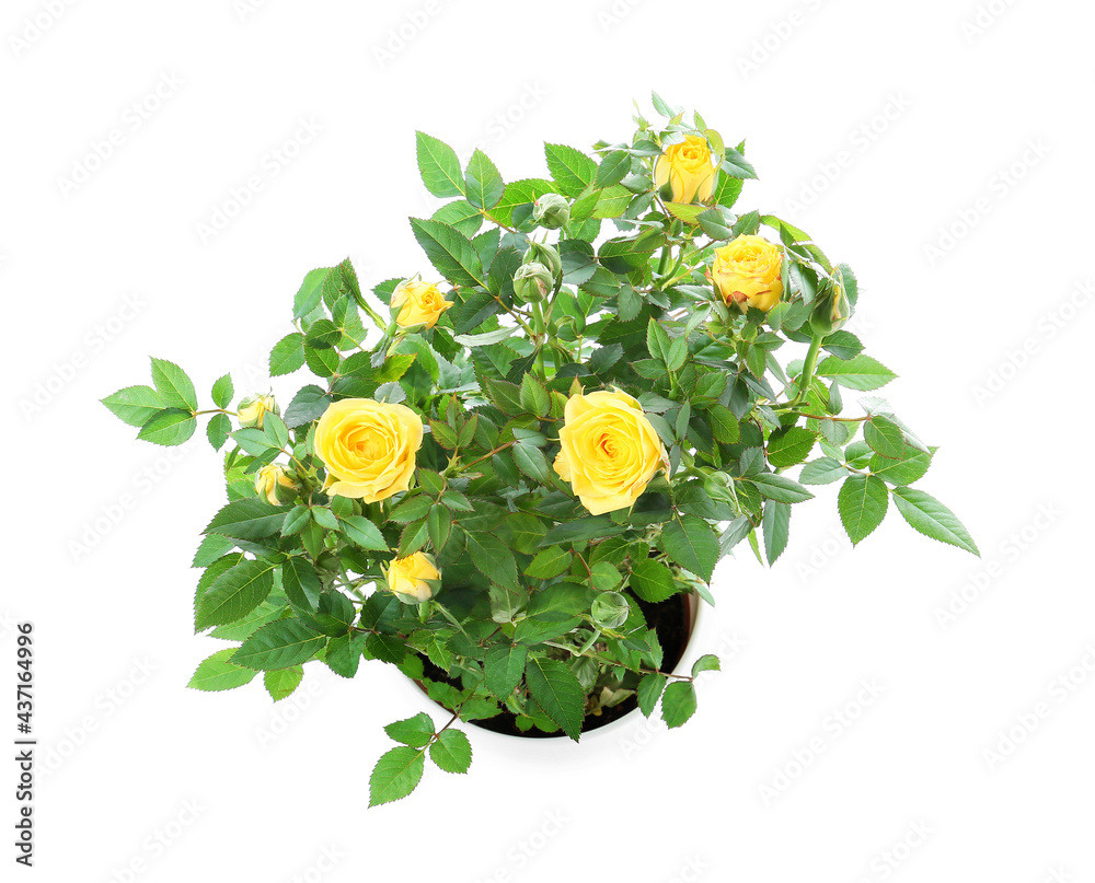 Beautiful yellow roses in pot on white background