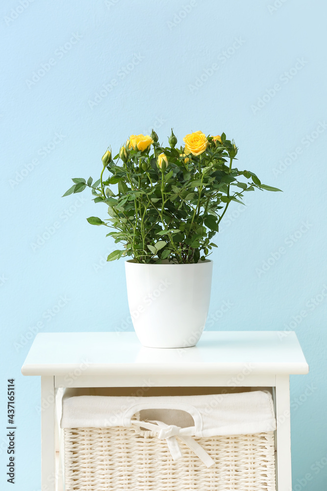 Beautiful yellow roses in pot on table near color wall