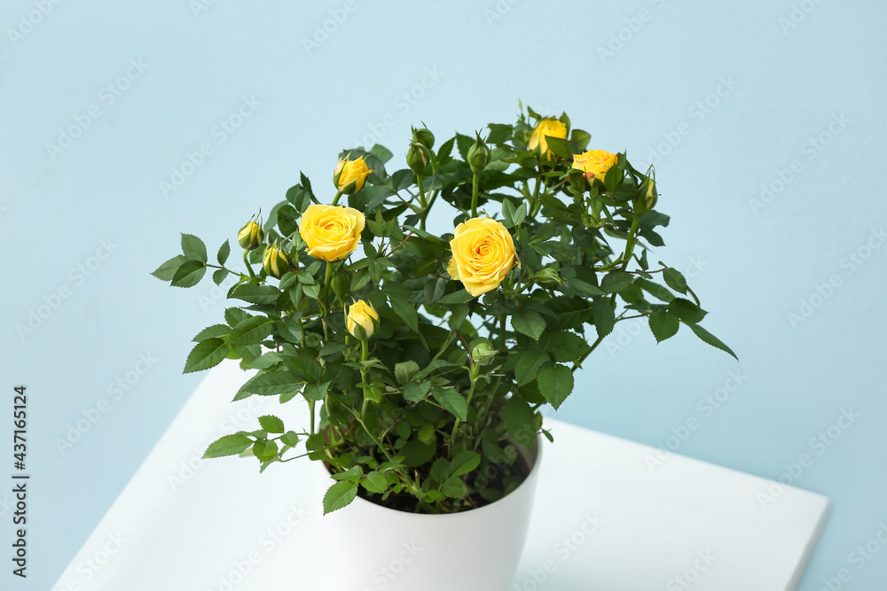 Beautiful yellow roses in pot on table near color wall