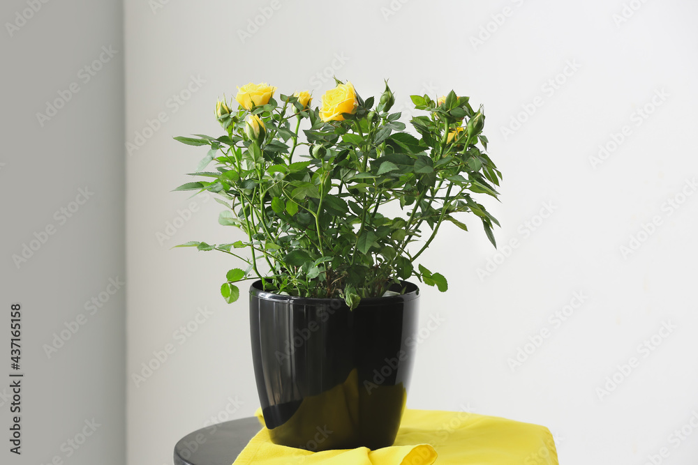 Beautiful yellow roses in pot on table near light wall