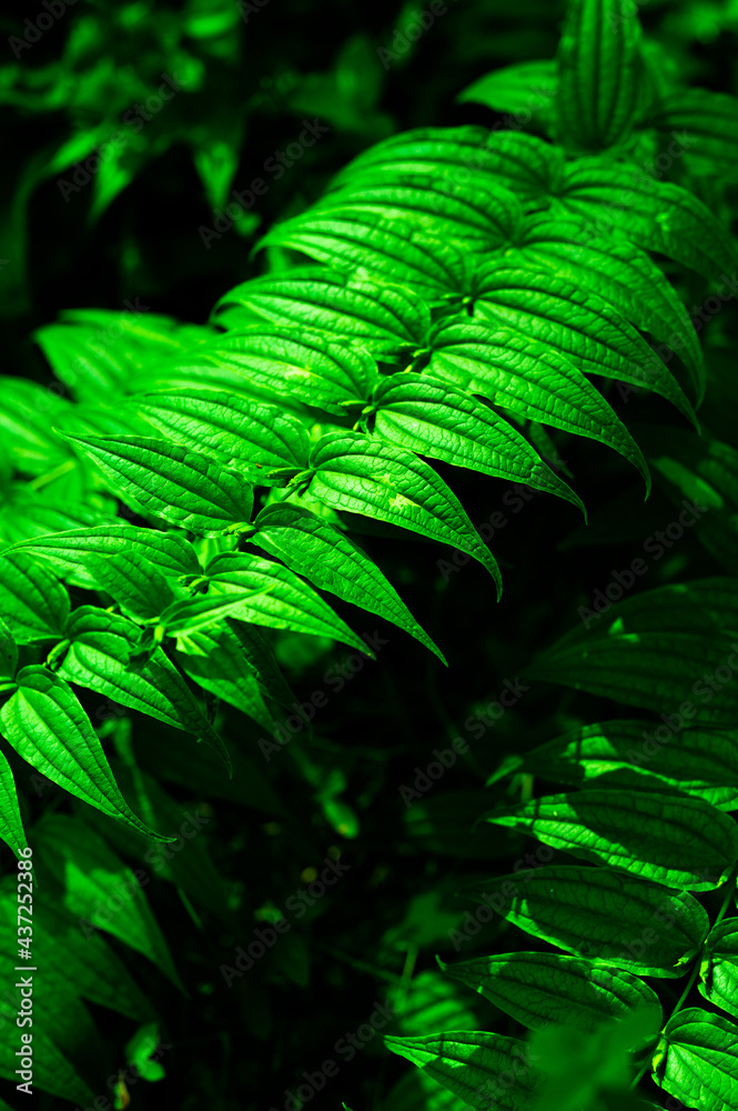 textured leaves of grass in a wild forest