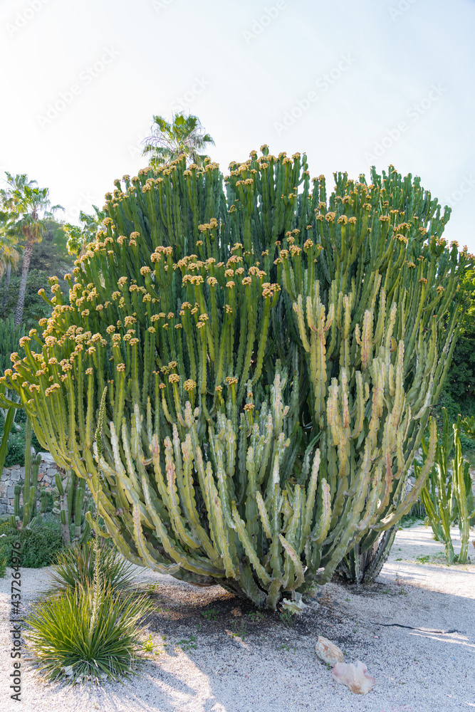 夏季绿色仙人掌植物