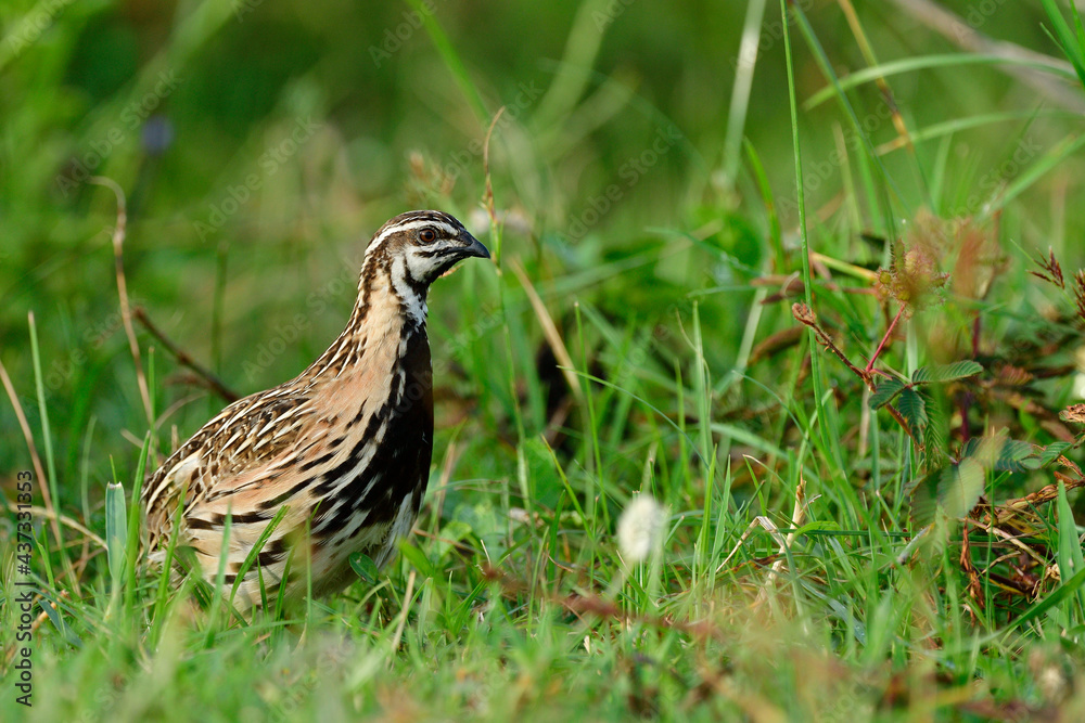 雨水或黑胸鹌鹑（Coturnix coromandelica）在其开放栖息地的生活环境中