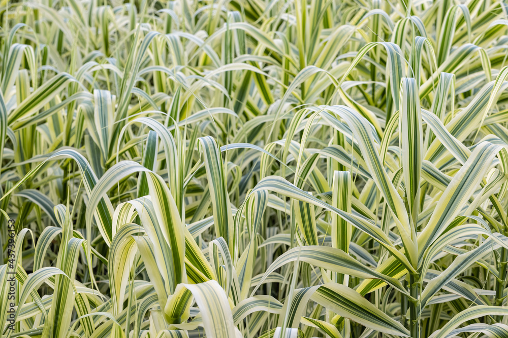 closeup of the giant reed in summer