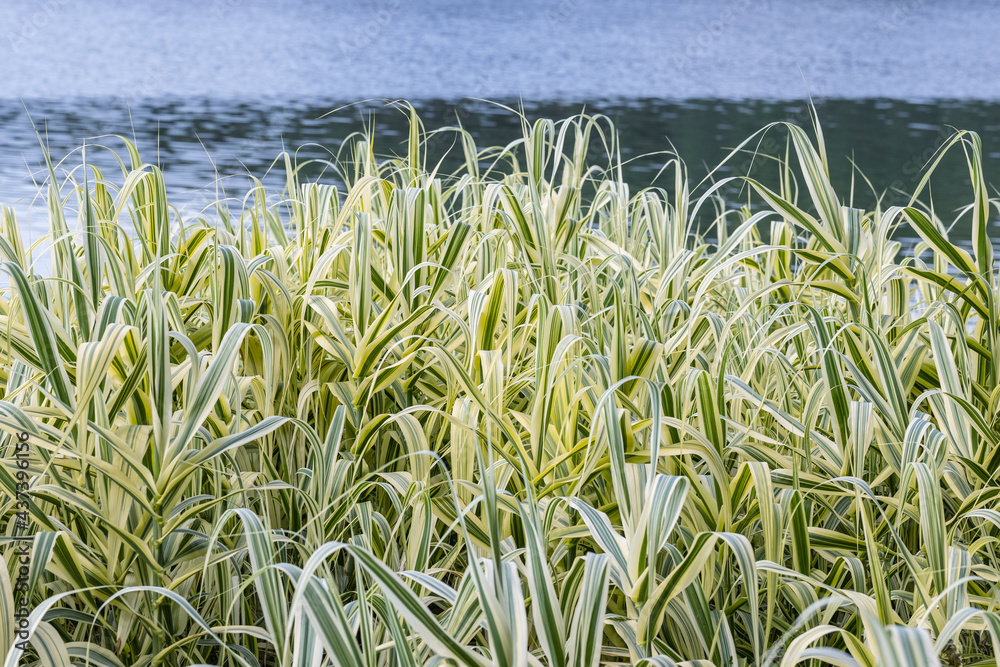 giant reed or arundo donax in summer by lake