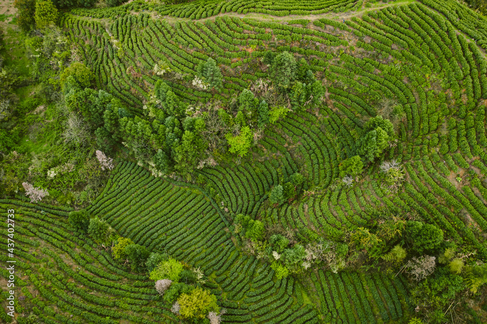 green tea plantation