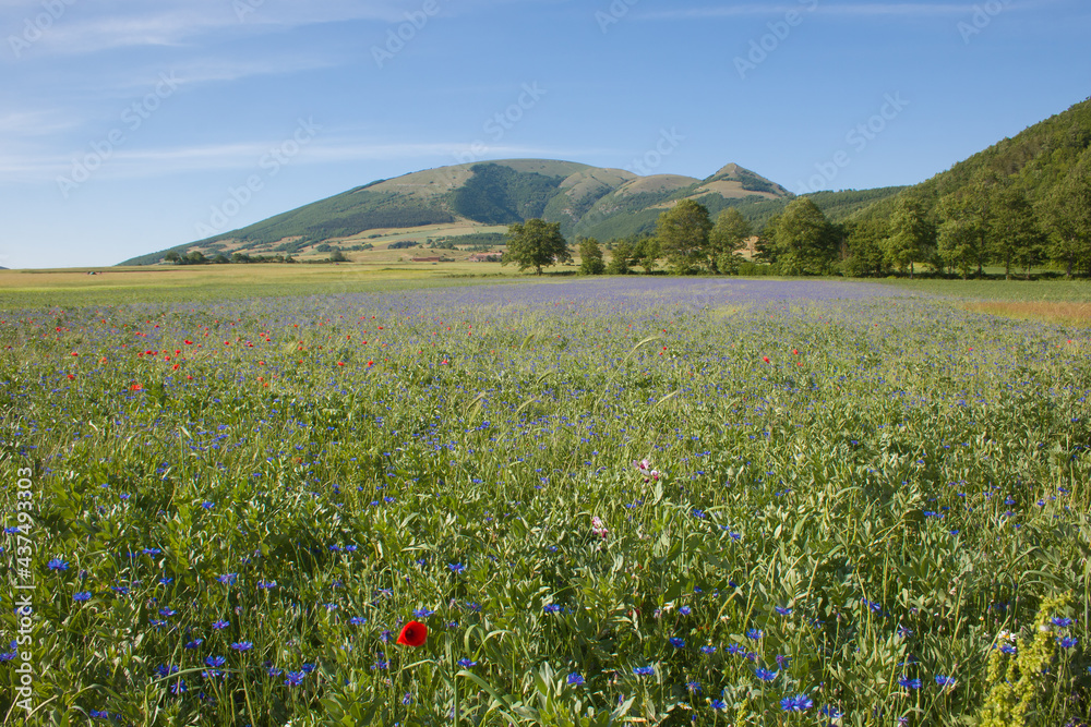 Plateau of Annifo with cornflowers and the Pennino mountain in the background