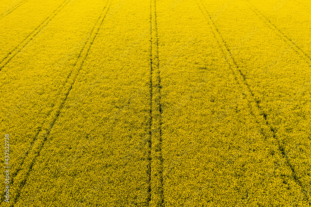 Rapeseed or canola field. Bio fuel or bio oil agriculture.