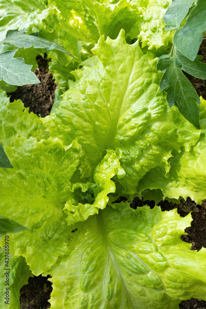 Fresh ripe head of lettuce cabbage (Lactuca sativa) with lots of leaves growing in homemade garden. 