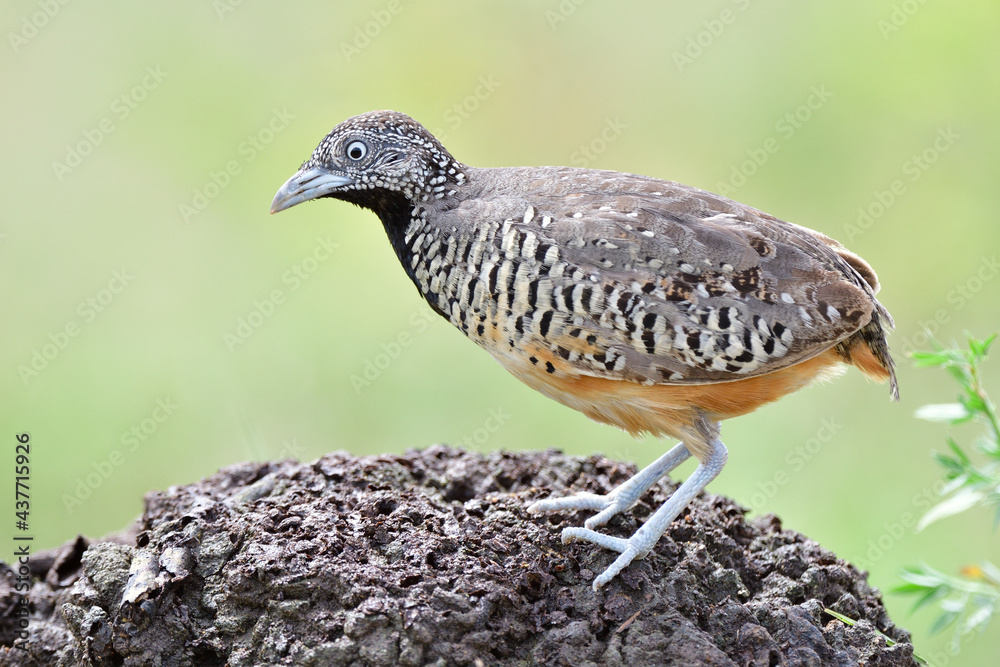 common ground bird living on grassland and plantation expose to strong lighting when stepping on old