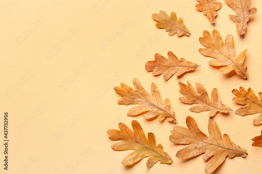 Dry oak leaves on color background