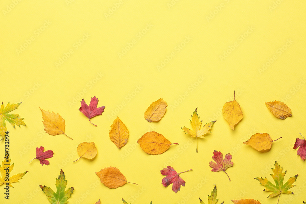 Beautiful autumn leaves on color background