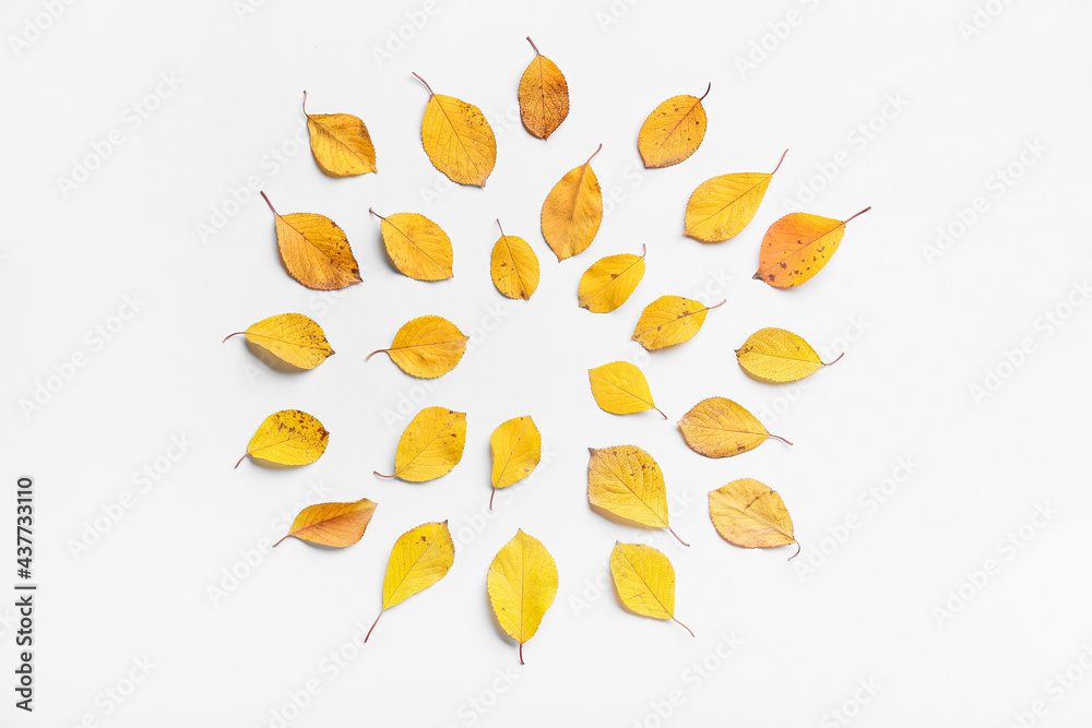 Beautiful autumn leaves on white background