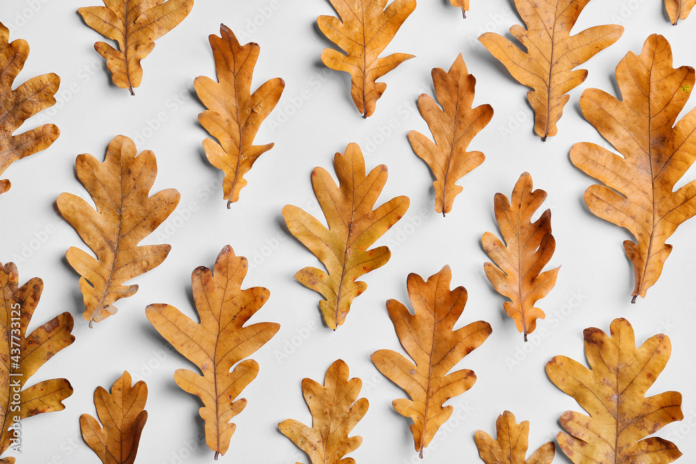 Dry oak leaves on white background