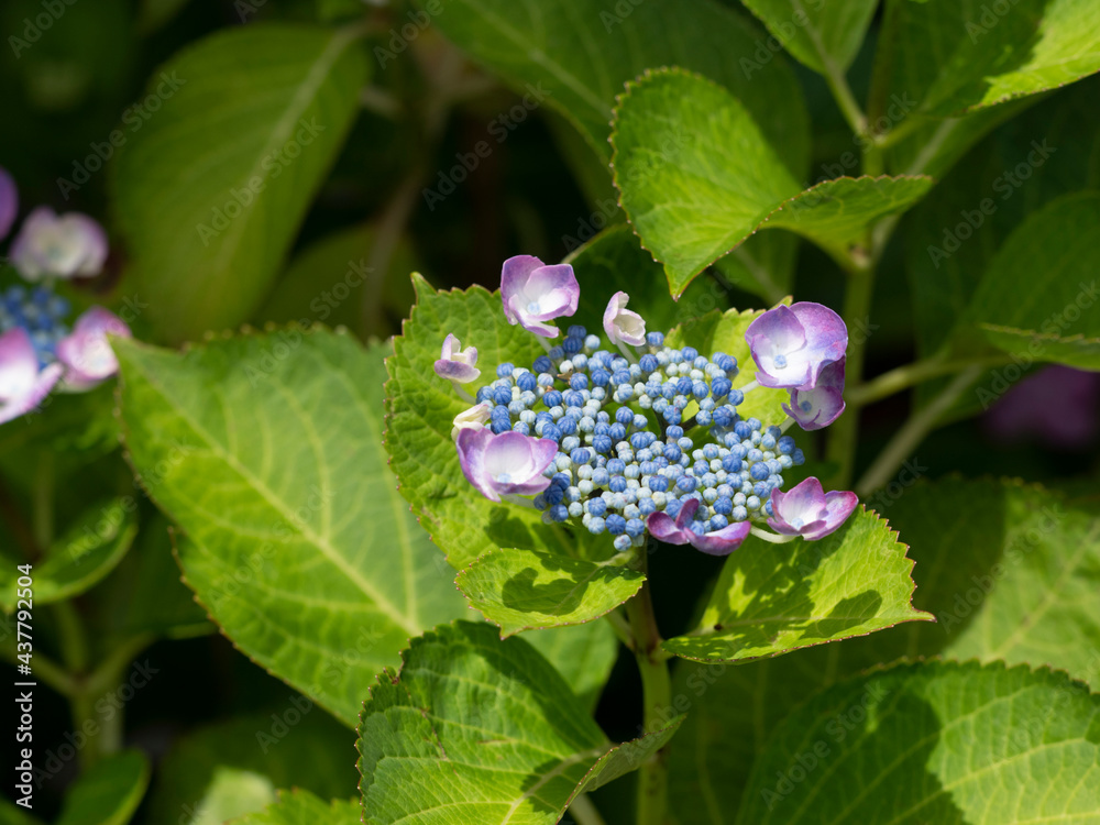 寺内町の町中に飾られた紫陽花の花々