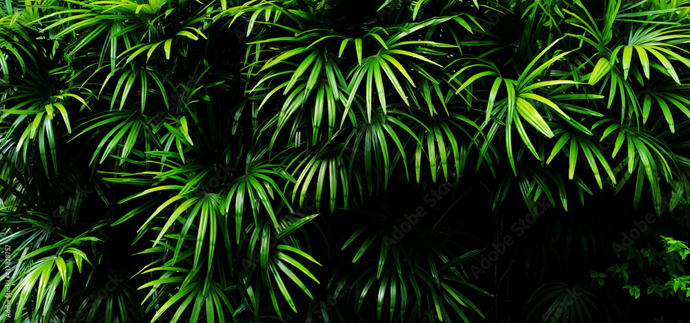 Tropical green leaf