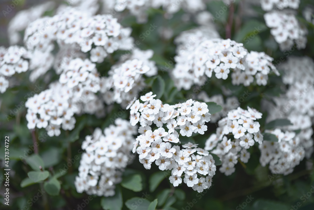 White flowers on green bushs closeup